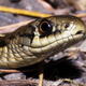 Image for article titled Embarrassed Snake Can’t Believe Documentary Crew Caught It Whiffing While Lunging At Toad